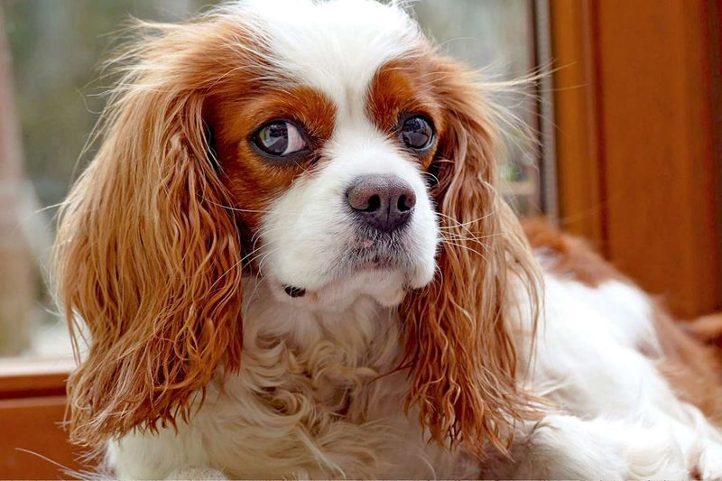 Cavalier King Charles Spaniel