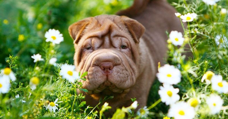 Chinese Shar-Pei