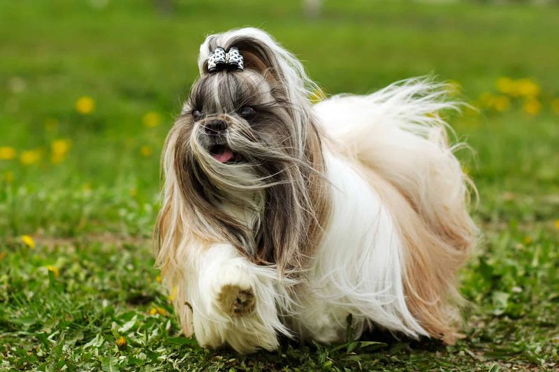 Shih Tzu: The Little Lion Dogs