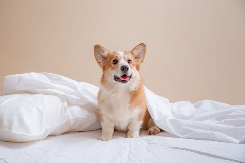 Pembroke Welsh Corgi: Short-Legged Snuggle Specialists