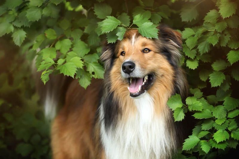Collie