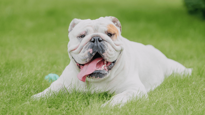 Bulldog
