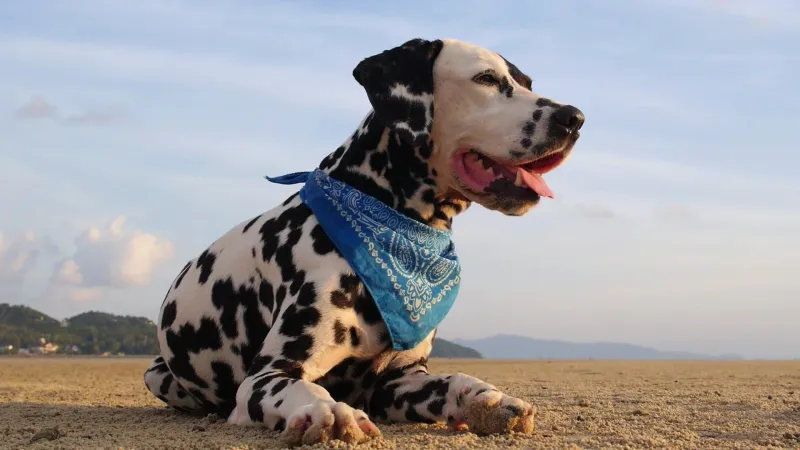 Dalmatian