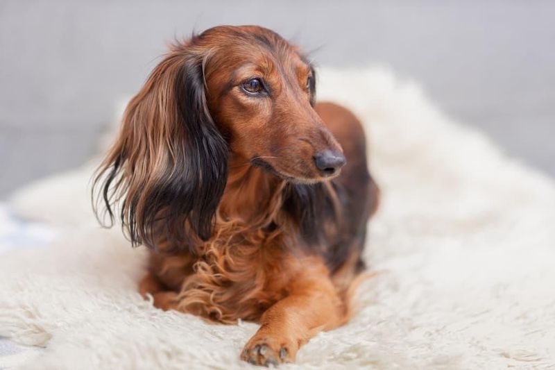 Dachshunds