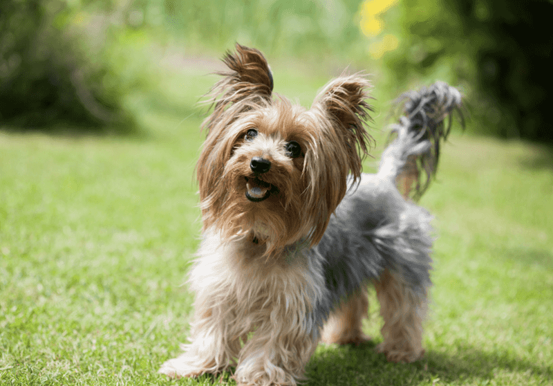 Yorkshire Terriers: Tiny Packages With Big Price Tags