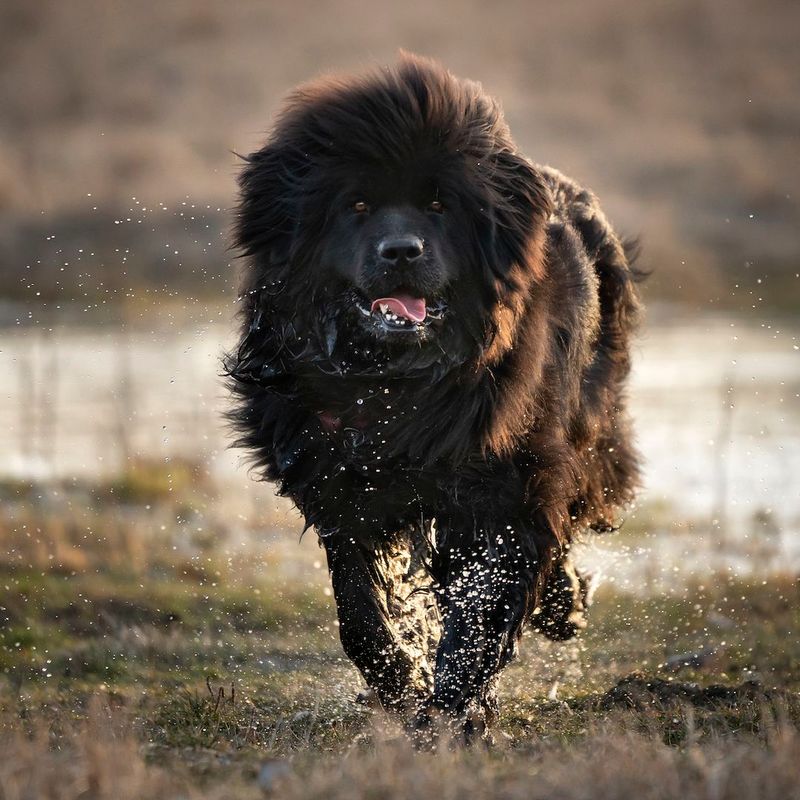 Newfoundlands: The Nanny Dogs Who Need Hugs
