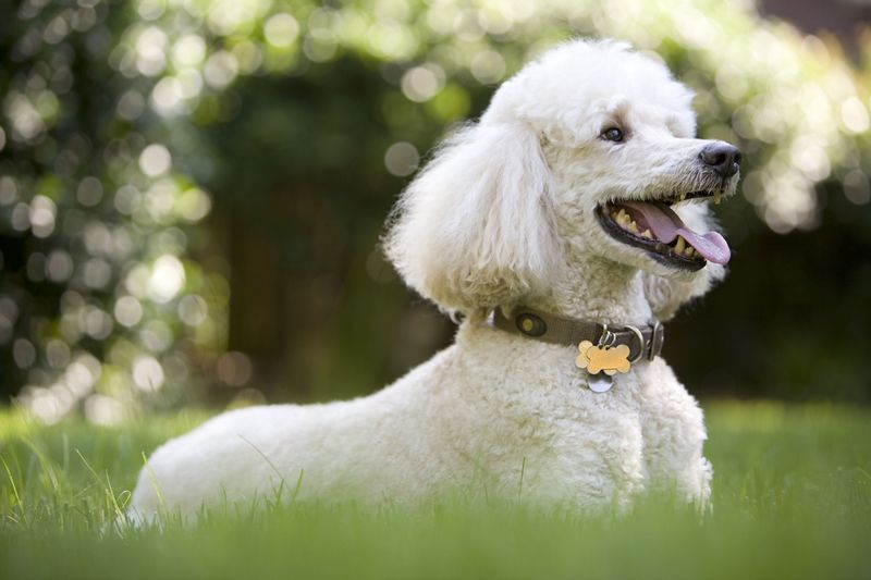 Poodles: Your Elegant Entourage