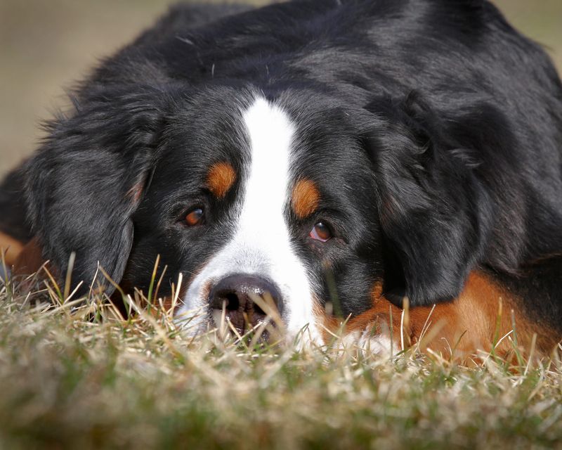 Bernese Mountain Dogs