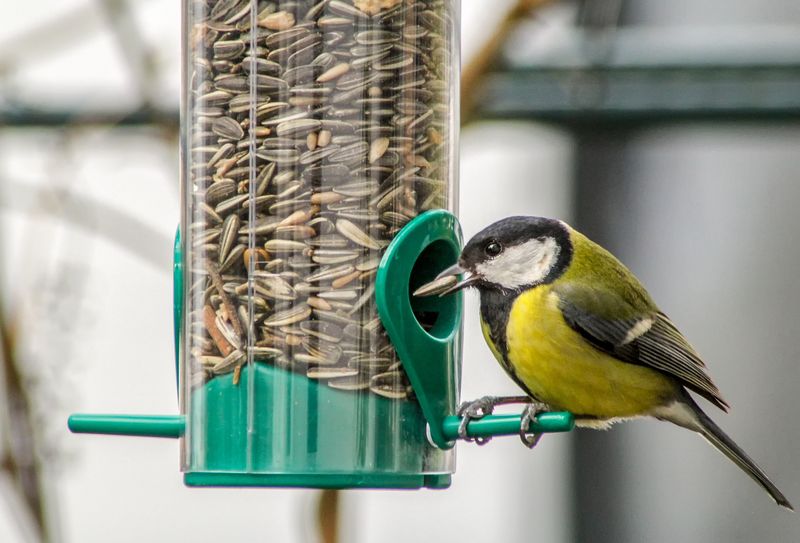 Seeds Disappear Quickly
