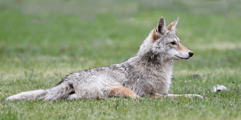 Commercial Predator Lures: Scientific Attraction