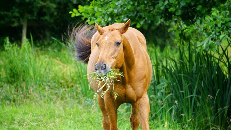 Sweet Grass
