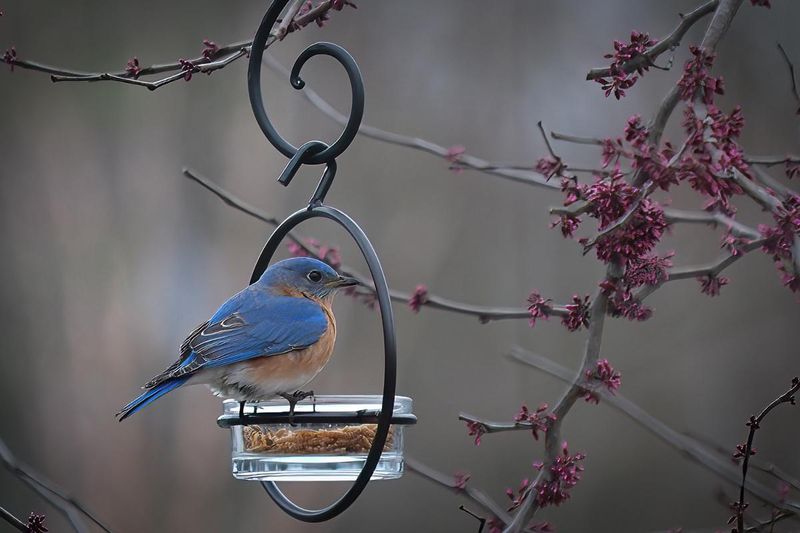 Dried Mealworms: Protein-Packed Treats