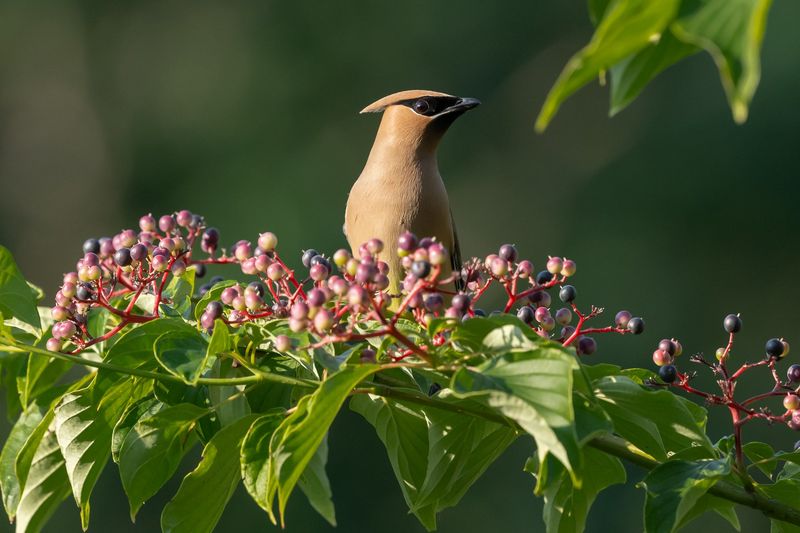 Berry-Producing Shrubs