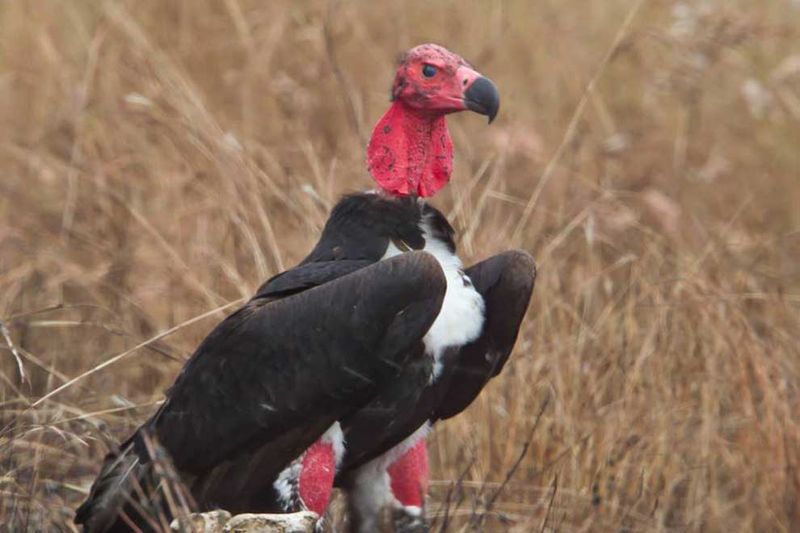 Vanishing Vultures Of The Plains