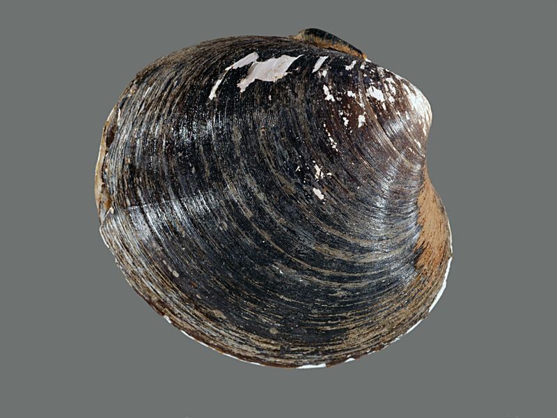 Ocean Quahog