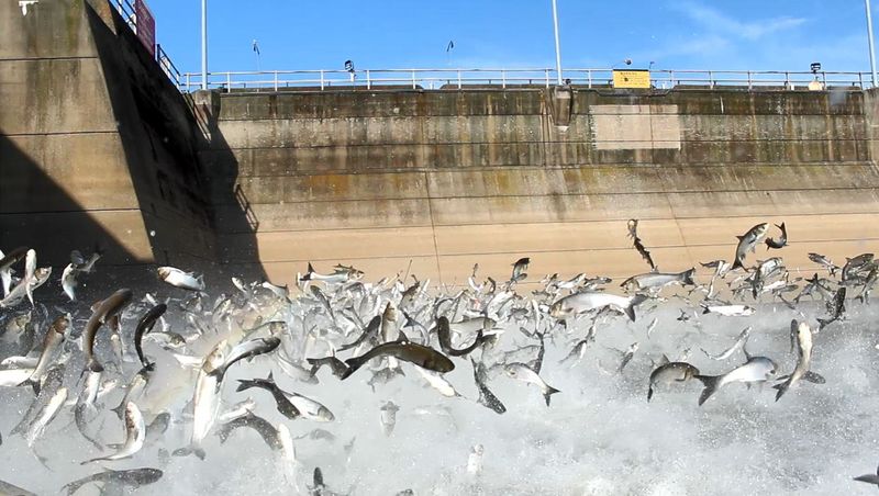 Slimy Invaders: Asian Carp