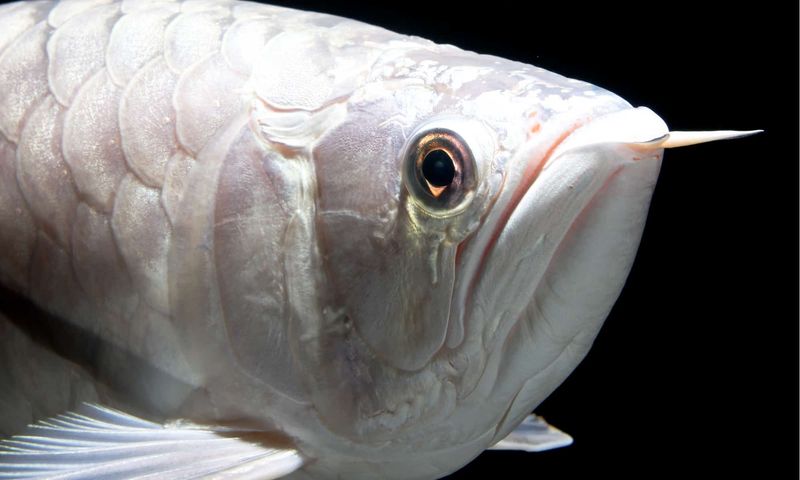 The Costliest Fish To Insure: Platinum Arowana