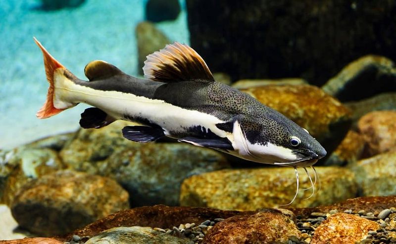Red-Tailed Catfish: River Monster In Disguise