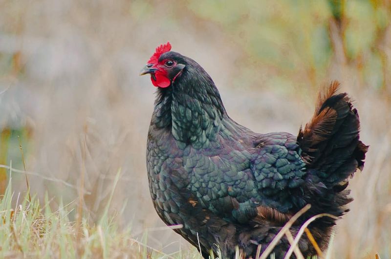 Vigilant Australorps