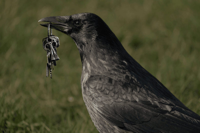 Corvids Exchange Gifts With Friends