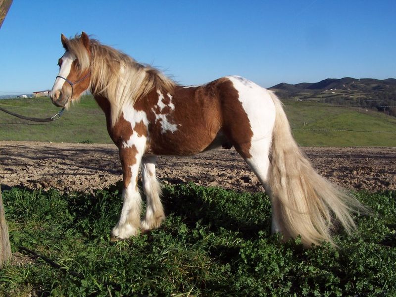 Gypsy Vanner: Colorful Showstoppers