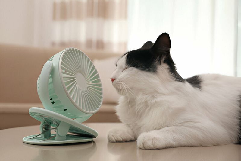 Temperature Regulation Troubles