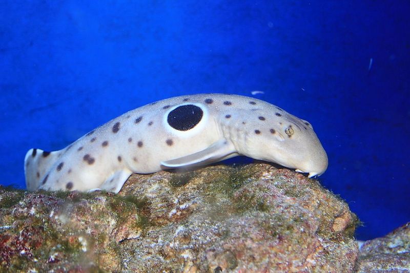 Epaulette Shark: The Walking Wonder