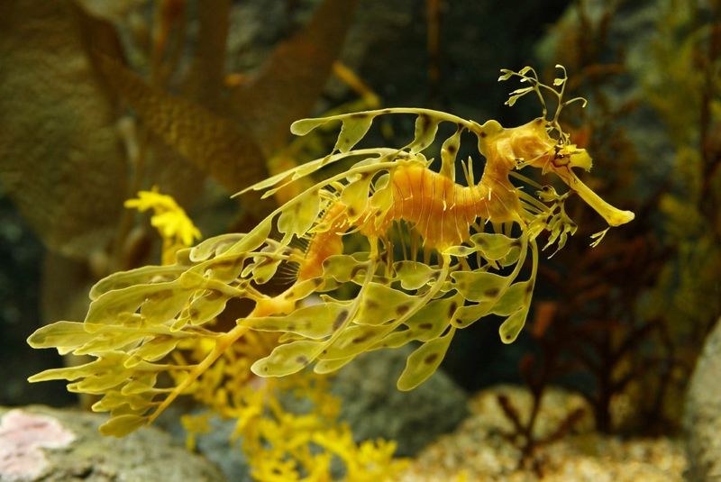 Leafy Seadragon: The Ocean's Master Of Disguise