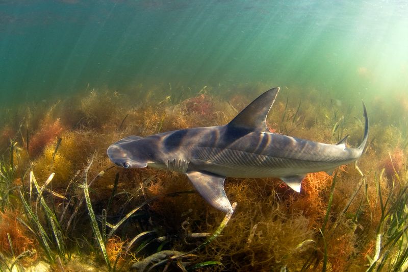 Bonnethead's Vegetarian Secret
