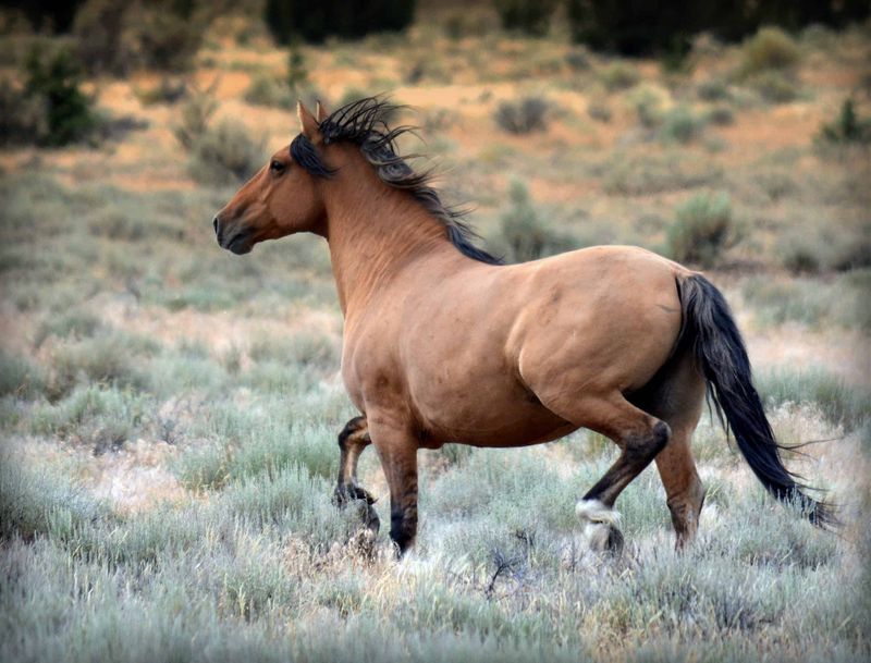 Kiger Mustang