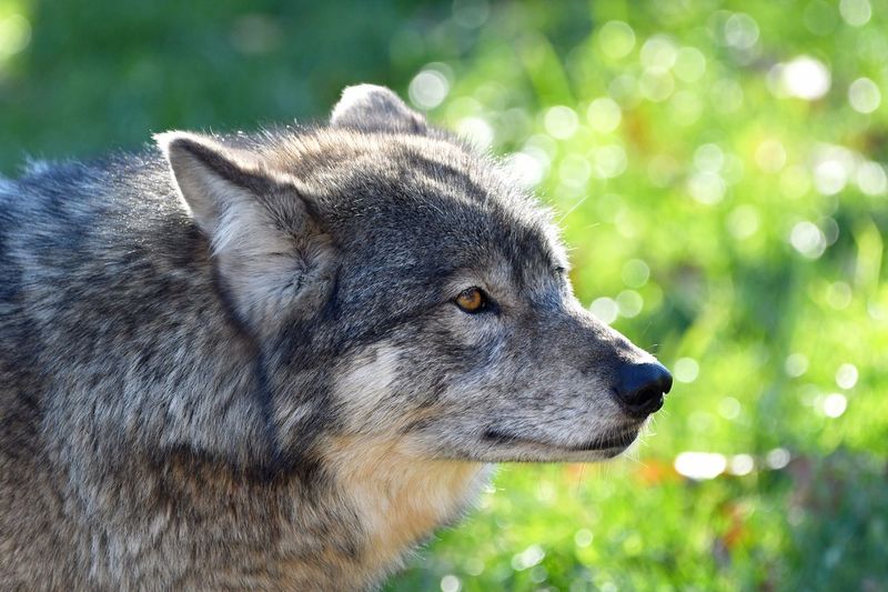 Wolves In Cute Clothing