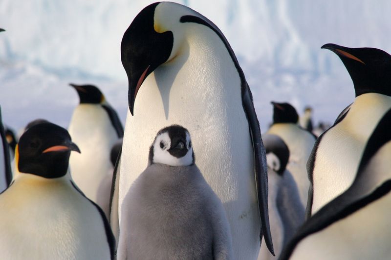 Emperor Penguin