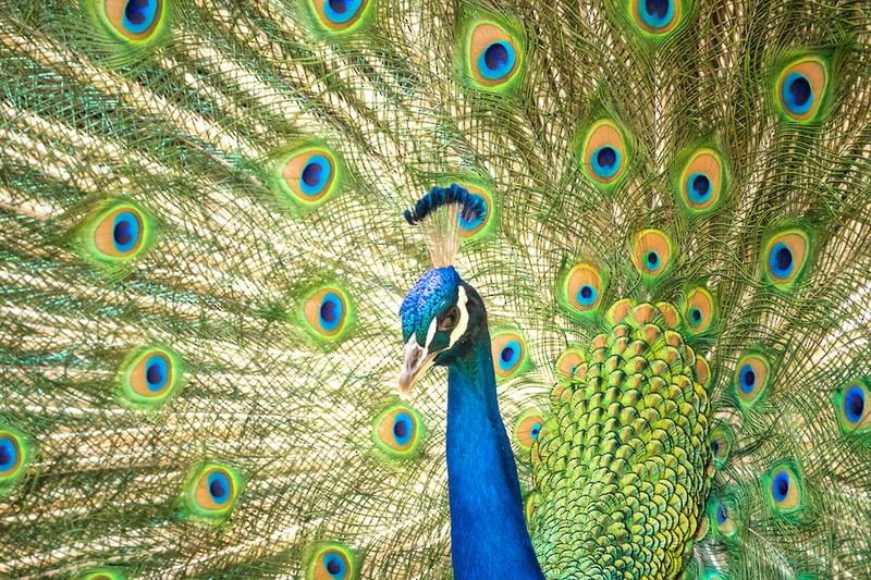Nature's Runway Model: The Indian Peafowl