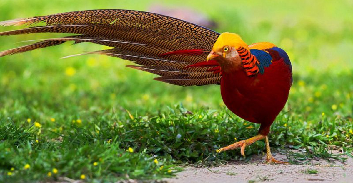 From Pheasants To Partridges: 15 Beautiful Galliformes You Need To See