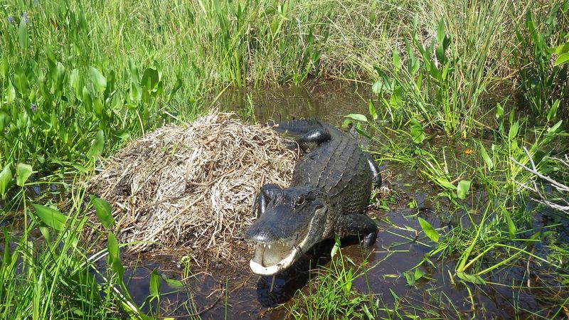 Alligators And Wetlands: A Carbon Connection