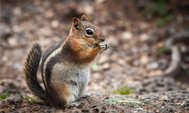 Pocket-Sized Sleepers: Chipmunks