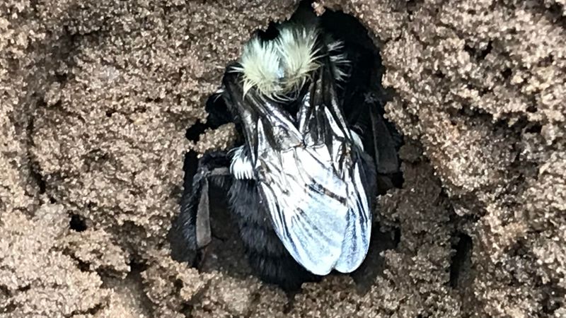 Buzzing Bunkers: Bumblebees