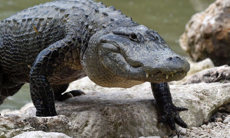 Ancient Evolutionary Advantage