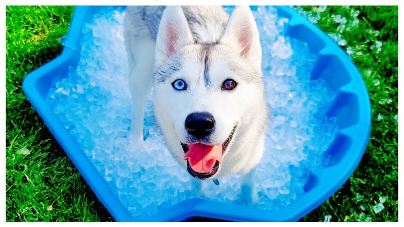 Kiddie Pool With Temperature Control