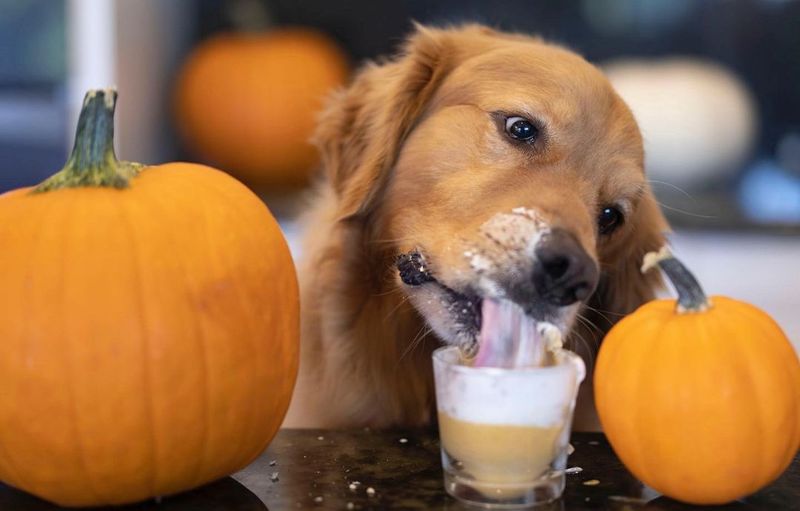 Pumpkin Pour