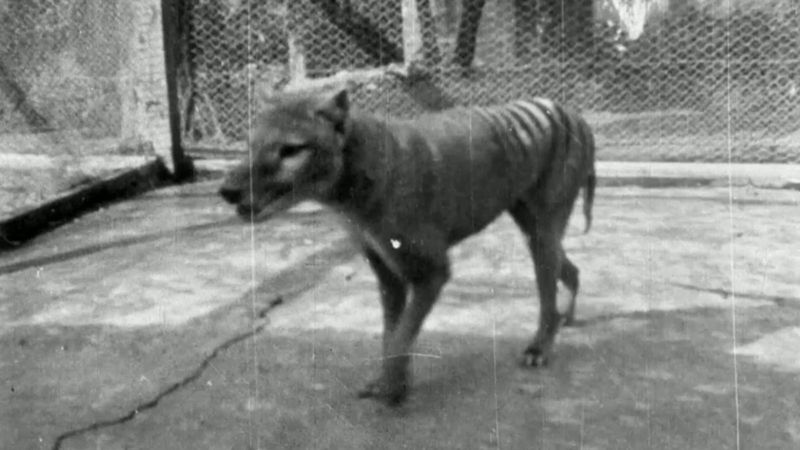 Reconstructing Thylacine Behaviors