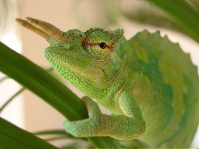 Rudis Chameleon