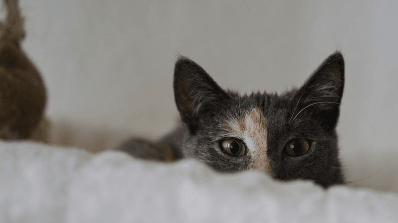 Hiding For Days