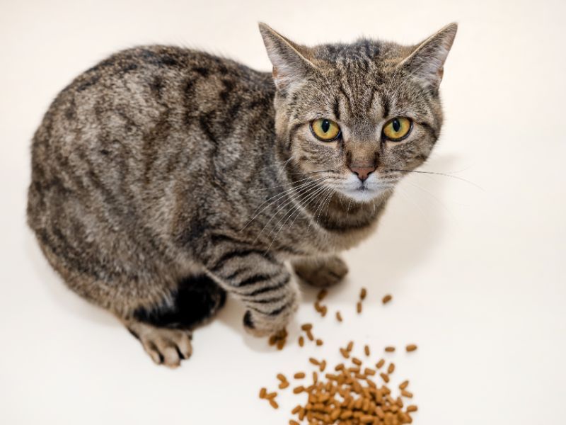 Food Bowl Protest Movements