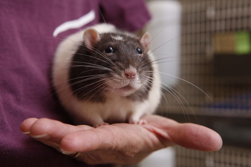 Surprising Companions: Rats