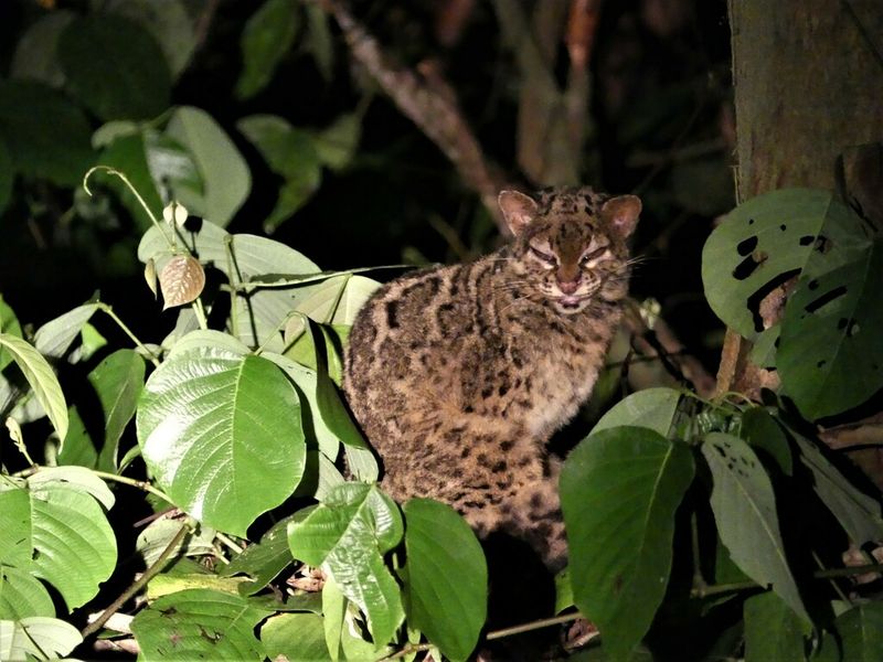 Global Conservation Partnerships Strengthen Protection