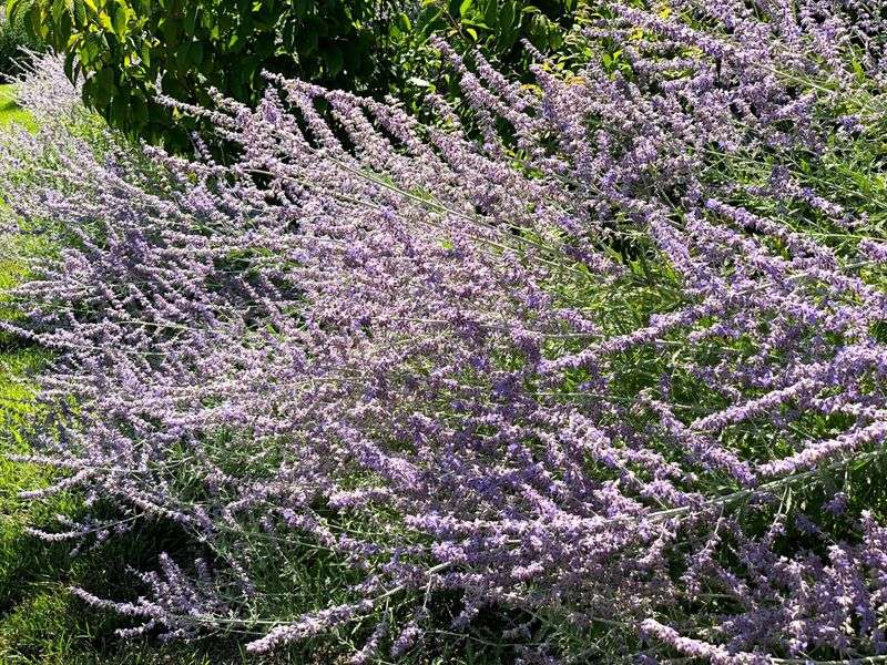 Pungent Russian Sage