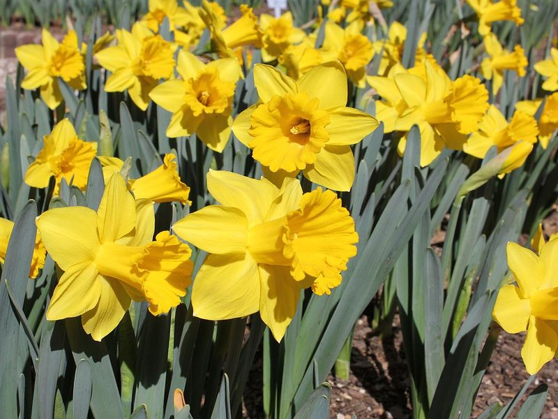 Fragrant Daffodil Bulbs