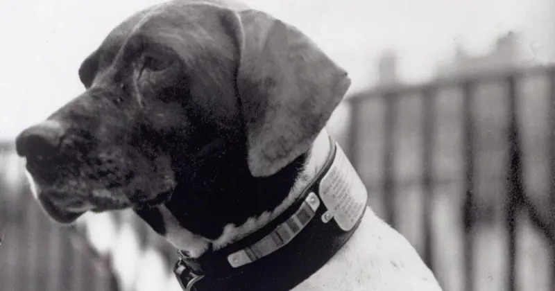 Judy: The Only Canine Prisoner Of War
