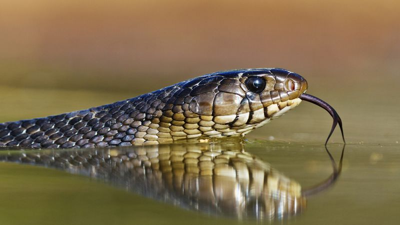 Indigo Snake